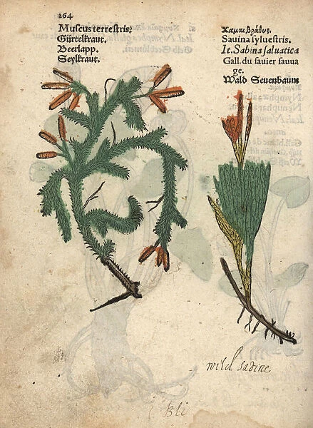 Clubmoss, Lycopodium clavatum, and alpine