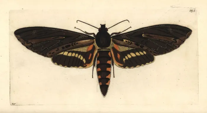 Framed Print : Cluentius sphinx moth, Neococytius cluentius Framed Print : Cluentius sphinx moth, Neococytius cluentius