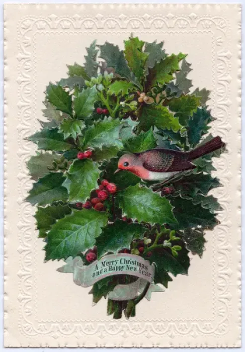 Framed Print : Clump of holly on a Christmas and New Year card