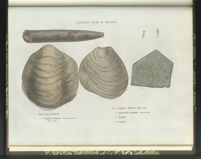 Framed Print : Clunch Clay fossils Framed Print : Clunch Clay fossils