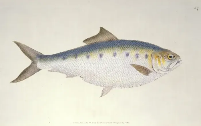 Framed Print : Clupea alosa, shad Framed Print : Clupea alosa, shad