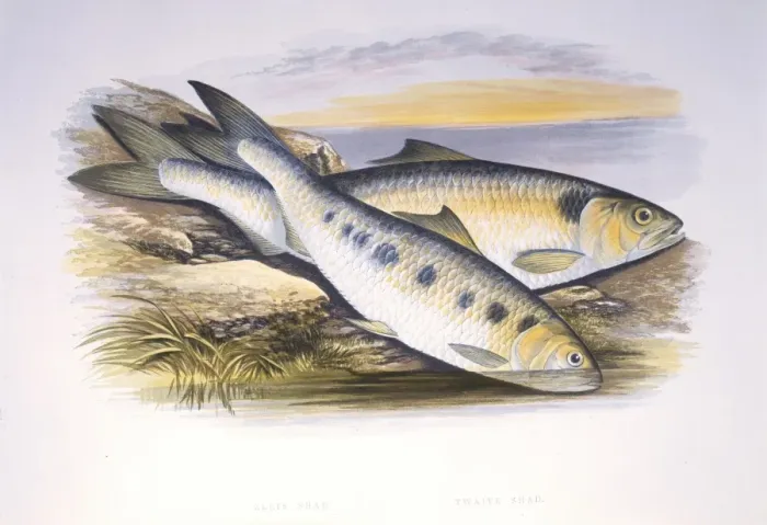 Framed Print : Clupea finta, twaite shad Framed Print : Clupea finta, twaite shad