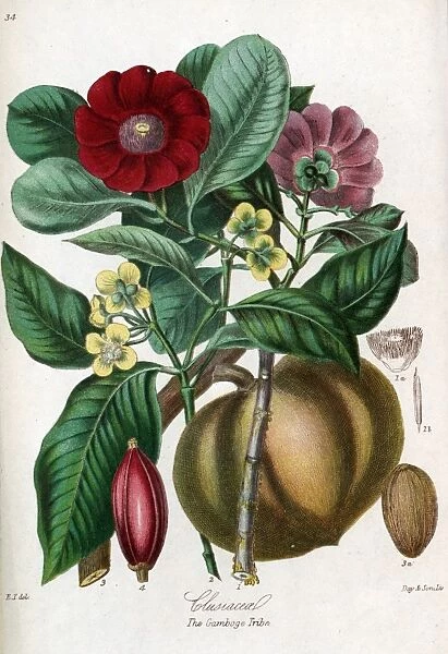 Clusiaceae - Gamboge
