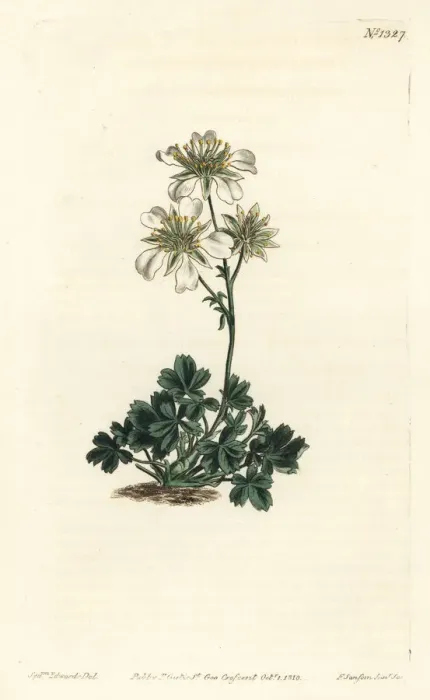 Framed Print : Clusius cinquefoil, Potentilla clusiana Framed Print : Clusius cinquefoil, Potentilla clusiana