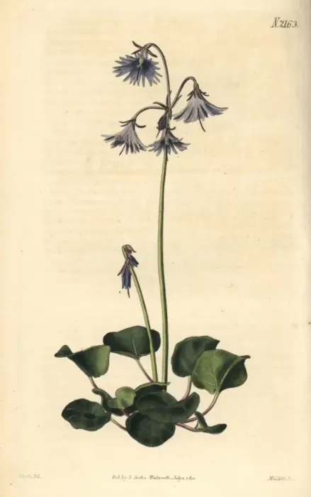 Framed Print : Clusius greater soldanella, Soldanella clusii Framed Print : Clusius greater soldanella, Soldanella clusii