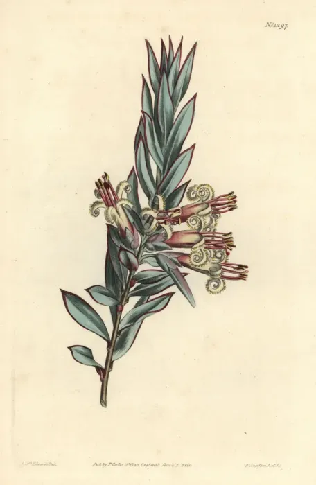 Framed Print : Cluster flowered styphelia, Styphelia triflora Framed Print : Cluster flowered styphelia, Styphelia triflora