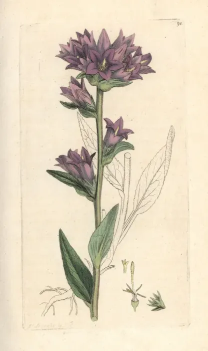 Framed Print : Clustered bellflower, Campanula glomerata Framed Print : Clustered bellflower, Campanula glomerata