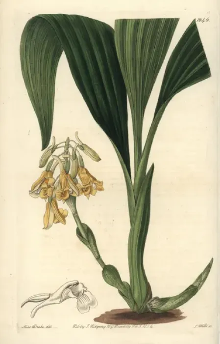 Framed Print : Clustered calanthe orchid, Calanthe densiflora Framed Print : Clustered calanthe orchid, Calanthe densiflora