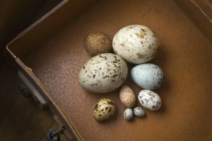 Framed Print : Clutch of eggs Framed Print : Clutch of eggs