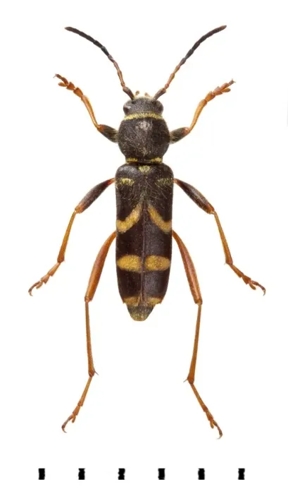 Framed Print : Clytus arietis, Wasp beetle Framed Print : Clytus arietis, Wasp beetle