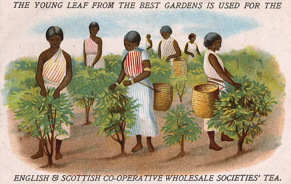 Co-operative Wholesale Societies - Women Picking Tea