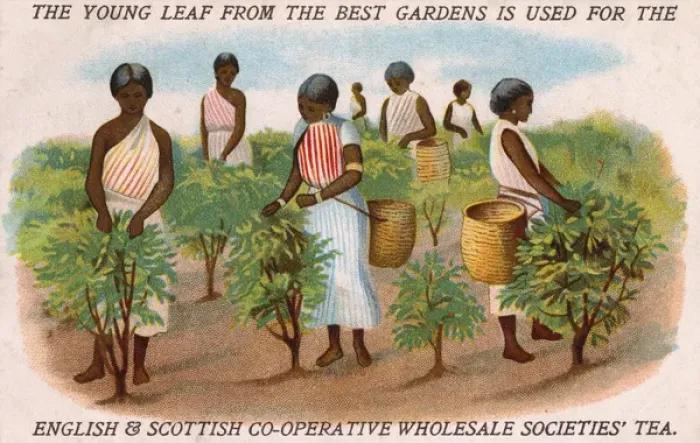 Framed Print : Co-operative Wholesale Societies - Women Picking Tea Framed Print : Co-operative Wholesale Societies - Women Picking Tea
