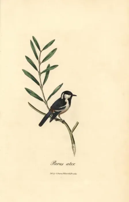 Framed Print : Coal tit, Periparus ater Framed Print : Coal tit, Periparus ater