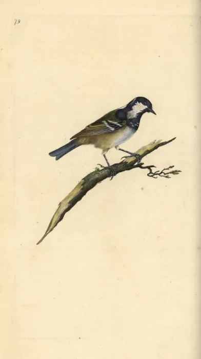 Framed Print : Coal tit, Periparus ater Framed Print : Coal tit, Periparus ater