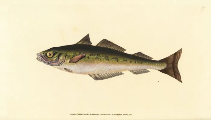 Framed Print : Coalfish or saithe, Pollachius virens Framed Print : Coalfish or saithe, Pollachius virens