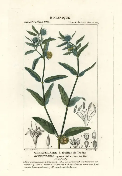 Framed Print : Coarse stinkweed, Opercularia aspera Framed Print : Coarse stinkweed, Opercularia aspera