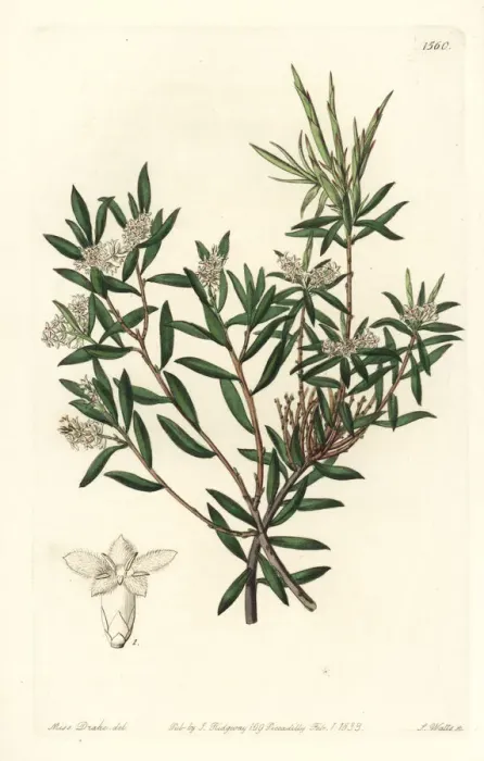 Framed Print : Coast beard-heath, Leucopogon parviflorus Framed Print : Coast beard-heath, Leucopogon parviflorus