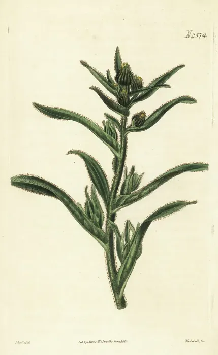 Framed Print : Coast tarweed, Madia sativa Framed Print : Coast tarweed, Madia sativa