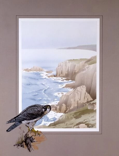 Coastal Clifftop scene with Peregrine Falcon