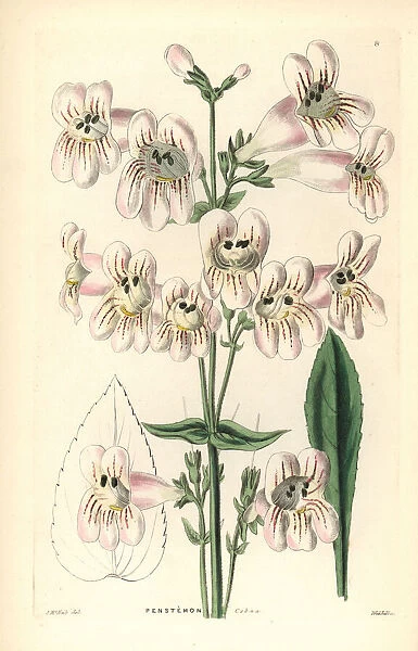 Cobaea-flowered penstemon, Penstemon cobaea