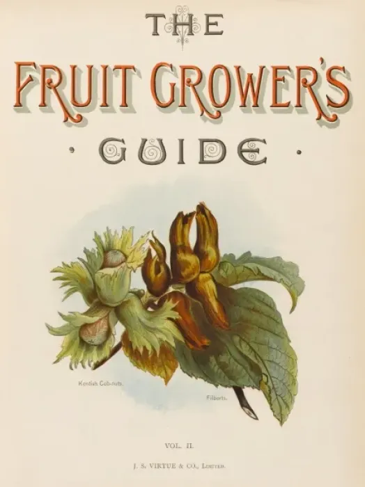 Framed Print : Cobnuts, Filberts Framed Print : Cobnuts, Filberts