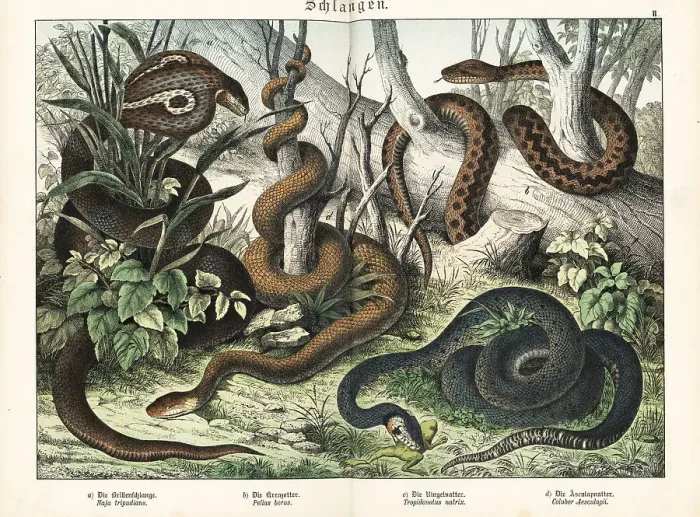 Framed Print : Cobra, adder, grass snake and false coralsnake Framed Print : Cobra, adder, grass snake and false coralsnake