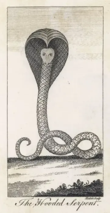 Framed Print : Cobra Engraving C18Th Framed Print : Cobra Engraving C18Th