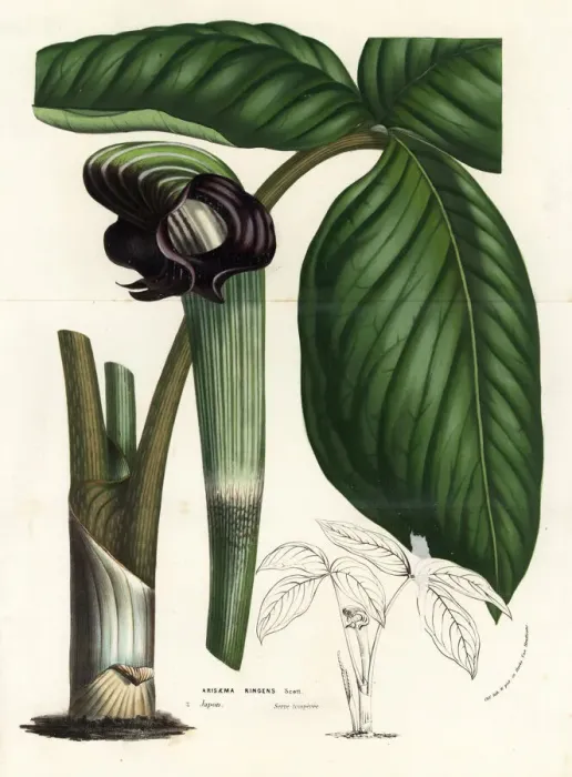 Framed Print : Cobra lily, Arisaema ringens Framed Print : Cobra lily, Arisaema ringens