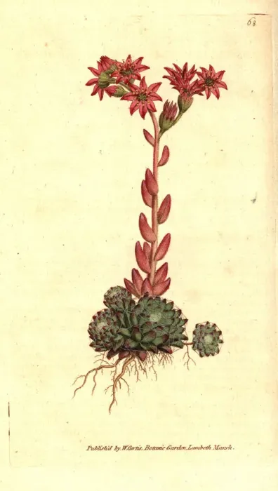 Framed Print : Cobweb houseleek, Sempervivum arachnoideum Framed Print : Cobweb houseleek, Sempervivum arachnoideum