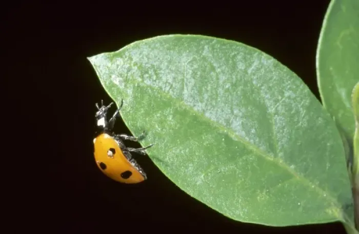 Framed Print : Coccinella 7-punctata, ladybird Framed Print : Coccinella 7-punctata, ladybird