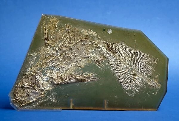Coccoderma suevicum, fossil coelacanth
