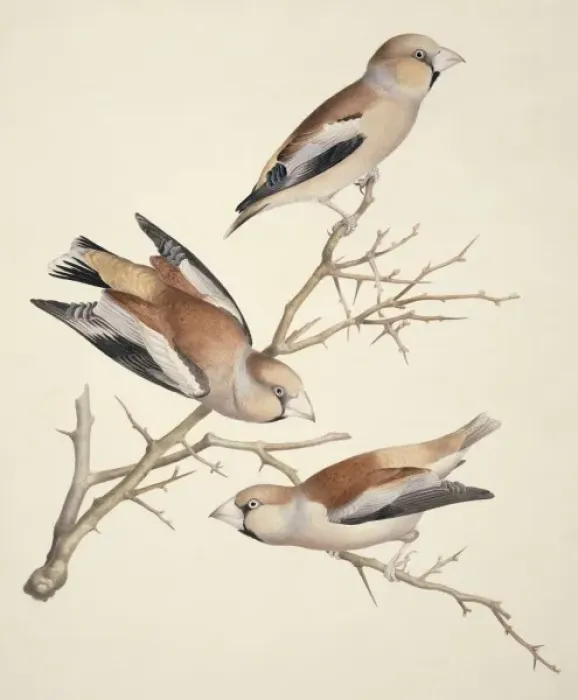 Framed Print : Coccothraustes coccothraustes, hawfinch Framed Print : Coccothraustes coccothraustes, hawfinch