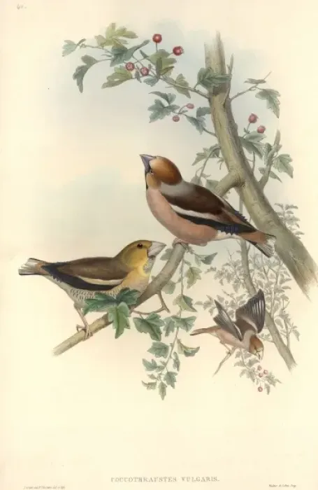 Framed Print : Coccothraustes coccothraustes, hawfinch Framed Print : Coccothraustes coccothraustes, hawfinch