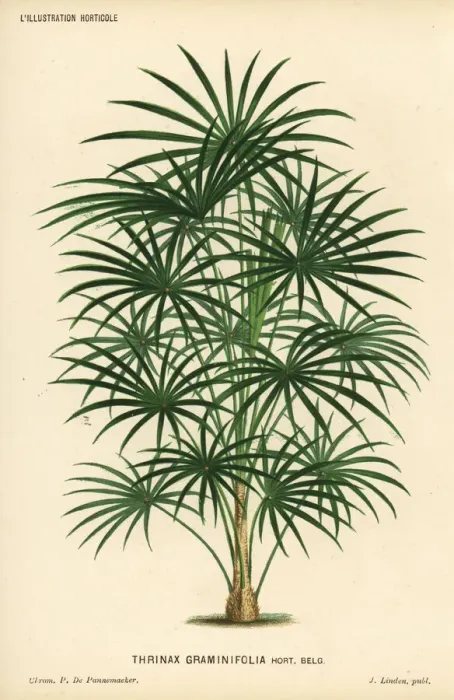 Framed Print : Coccothrinax argentea palm tree Framed Print : Coccothrinax argentea palm tree