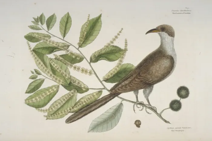 Framed Print : Coccyzus americanus, yellow-billed-cuckoo Framed Print : Coccyzus americanus, yellow-billed-cuckoo