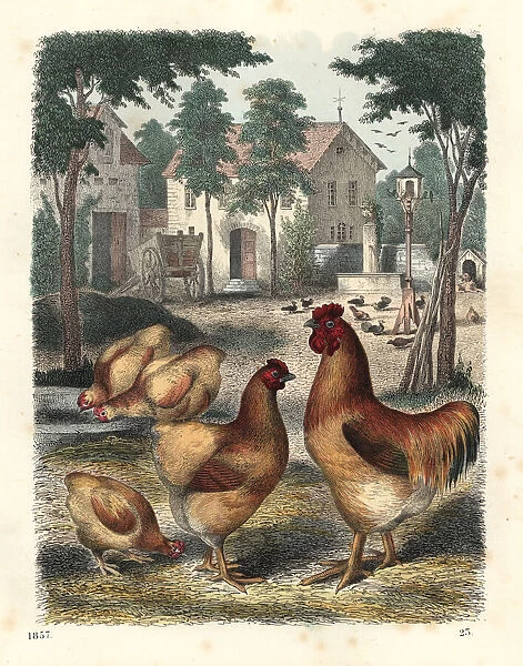 Cochinchina cock and hens in a farmyard