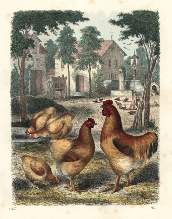 Framed Print : Cochinchina cock and hens in a farmyard Framed Print : Cochinchina cock and hens in a farmyard