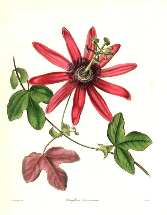 Framed Print : Cochineal-coloured passionflower, Passiflora kermesina Framed Print : Cochineal-coloured passionflower, Passiflora kermesina