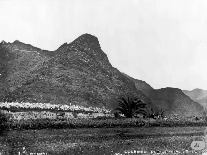 Framed Print : Cochineal Plantation, Tenerife 1873 Framed Print : Cochineal Plantation, Tenerife 1873