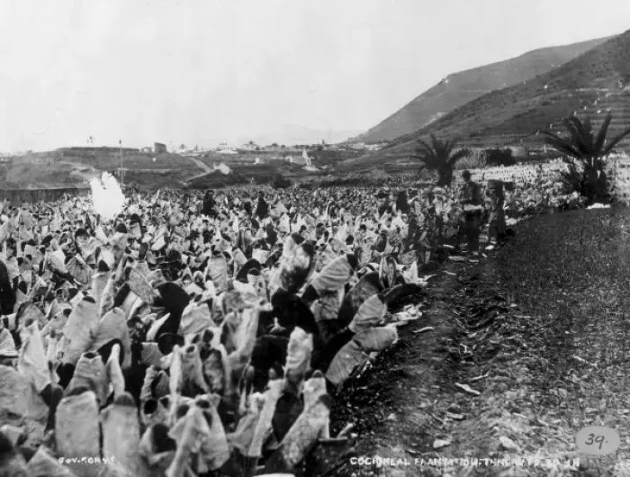 Framed Print : Cochineal Plantation, Tenerife Framed Print : Cochineal Plantation, Tenerife