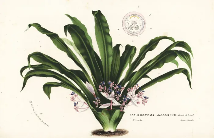 Framed Print : Cochliostema odoratissimum Framed Print : Cochliostema odoratissimum