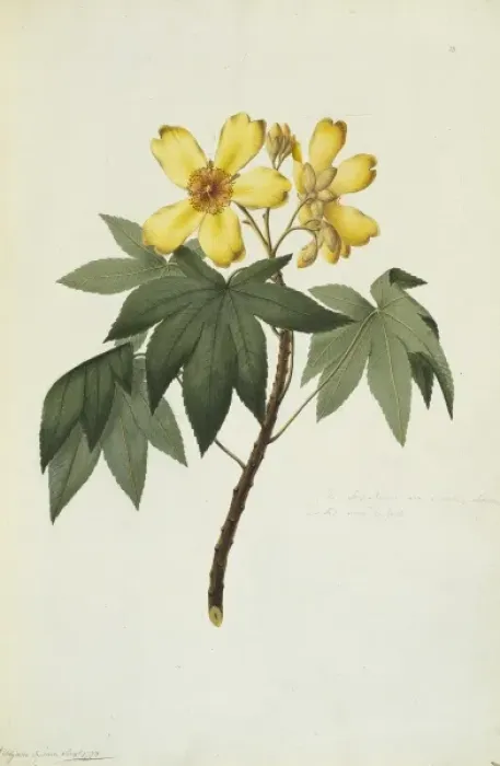 Framed Print : Cochlospermum gillivraei, kapok tree Framed Print : Cochlospermum gillivraei, kapok tree