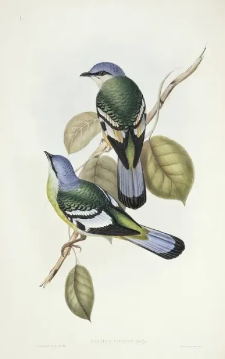 Framed Print : Cochoa viridis, green cochoa Framed Print : Cochoa viridis, green cochoa