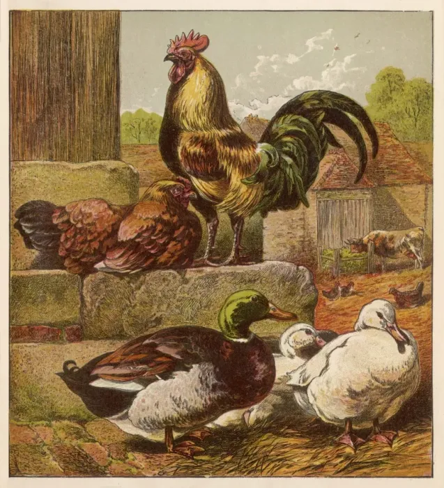 Framed Print : Cock and Ducks Framed Print : Cock and Ducks