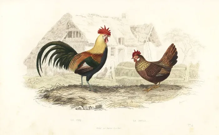 Framed Print : Cock and hen, Phasianus gallus Framed Print : Cock and hen, Phasianus gallus