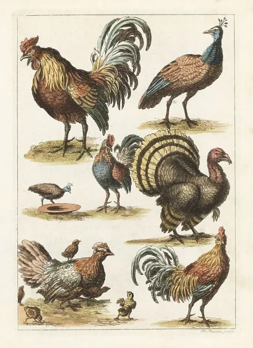 Framed Print : Cock, hen, turkey, crested peahen, etc Framed Print : Cock, hen, turkey, crested peahen, etc
