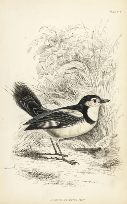 Framed Print : Cock-tailed tyrant, Alectrurus tricolor. Vulnerable Framed Print : Cock-tailed tyrant, Alectrurus tricolor. Vulnerable