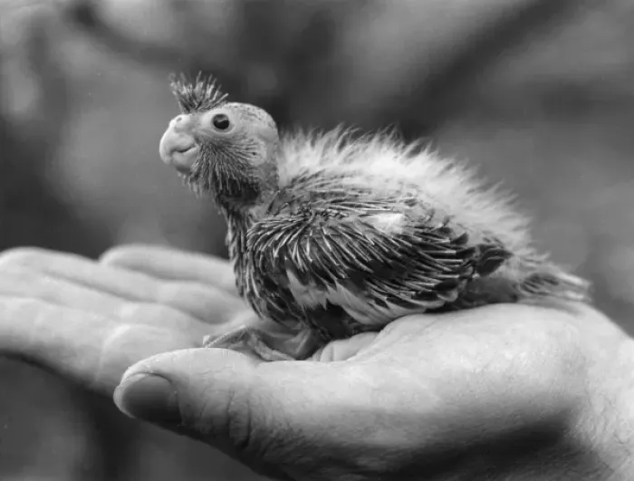 Framed Print : Cockateil Chick Framed Print : Cockateil Chick