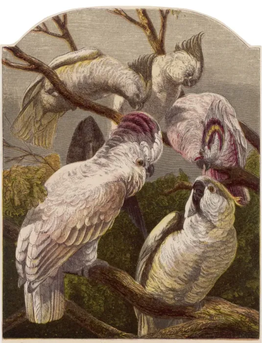 Framed Print : Cockatoo (Kronheim) Framed Print : Cockatoo (Kronheim)