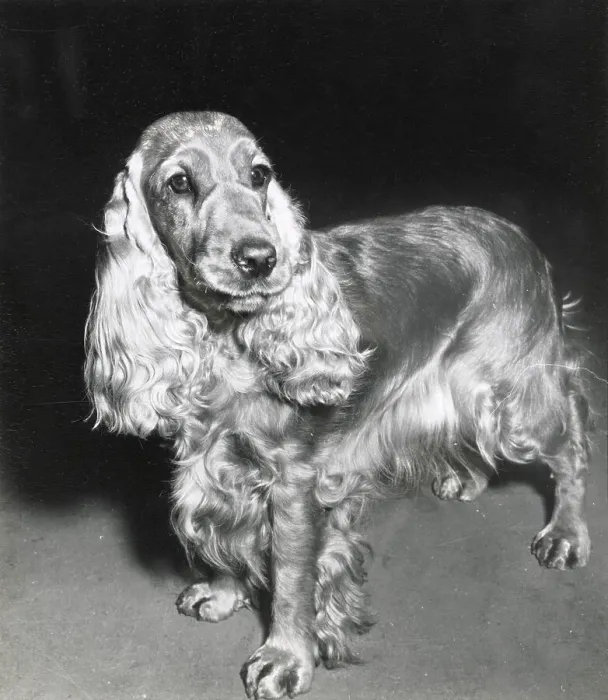 Framed Print : Cocker spaniel dog Date: 1950s